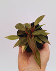 Philodendron 'Orange Princess'