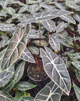 Alocasia no ID