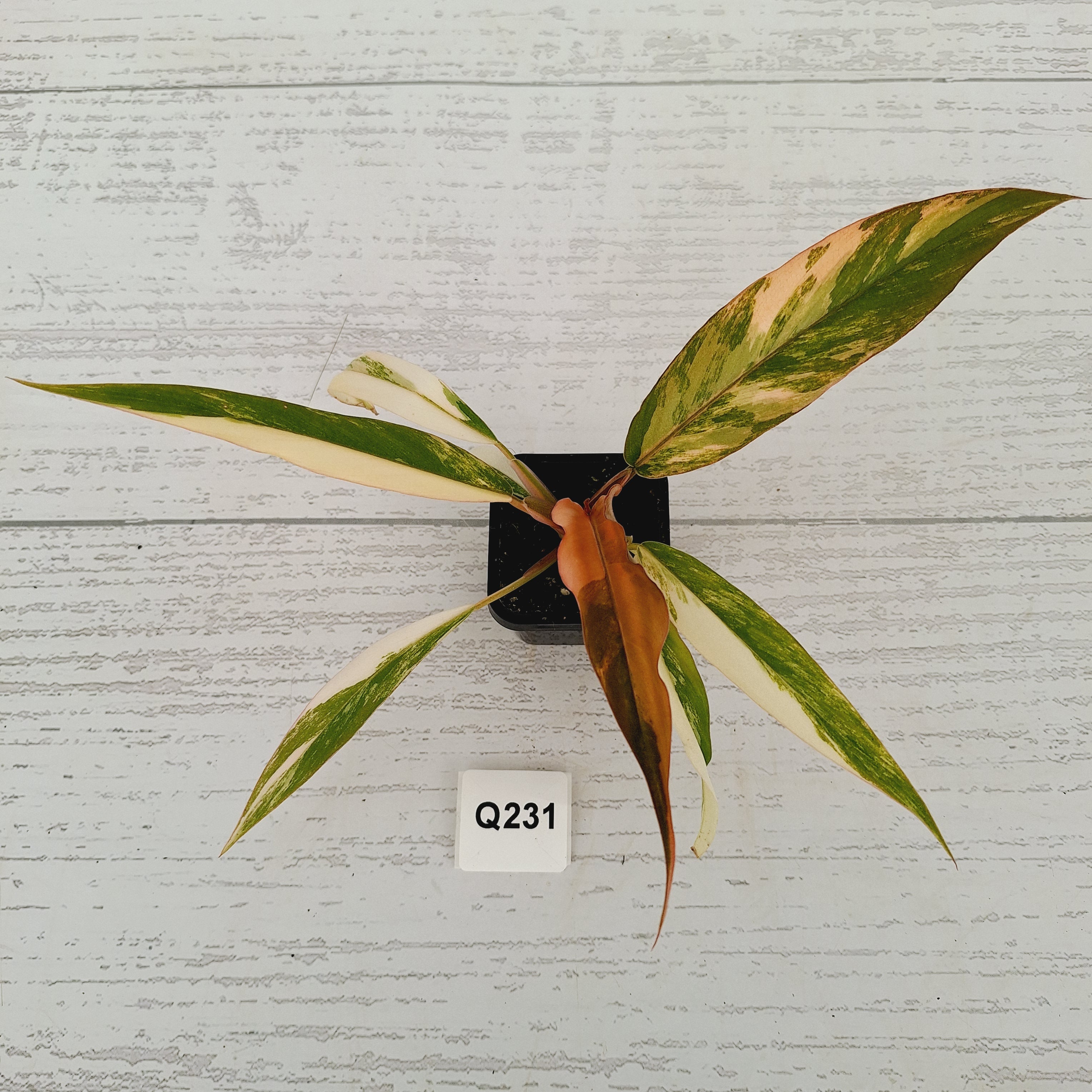 Philodendron serratum Caramel Marble