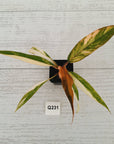Philodendron serratum Caramel Marble