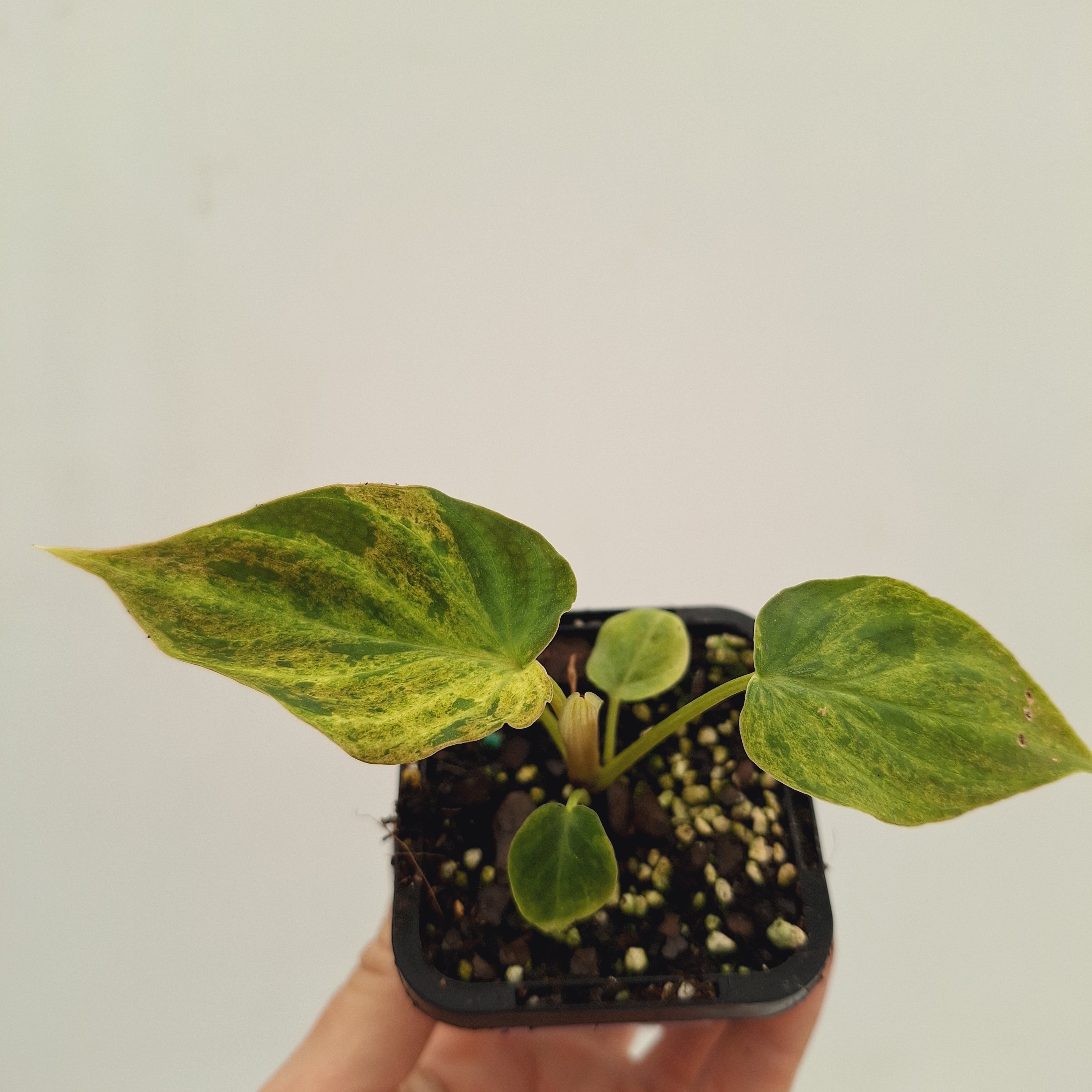 Philodendron verrucosum Variegata