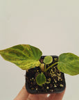 Philodendron verrucosum Variegata