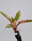 Philodendron serratum Caramel Marble
