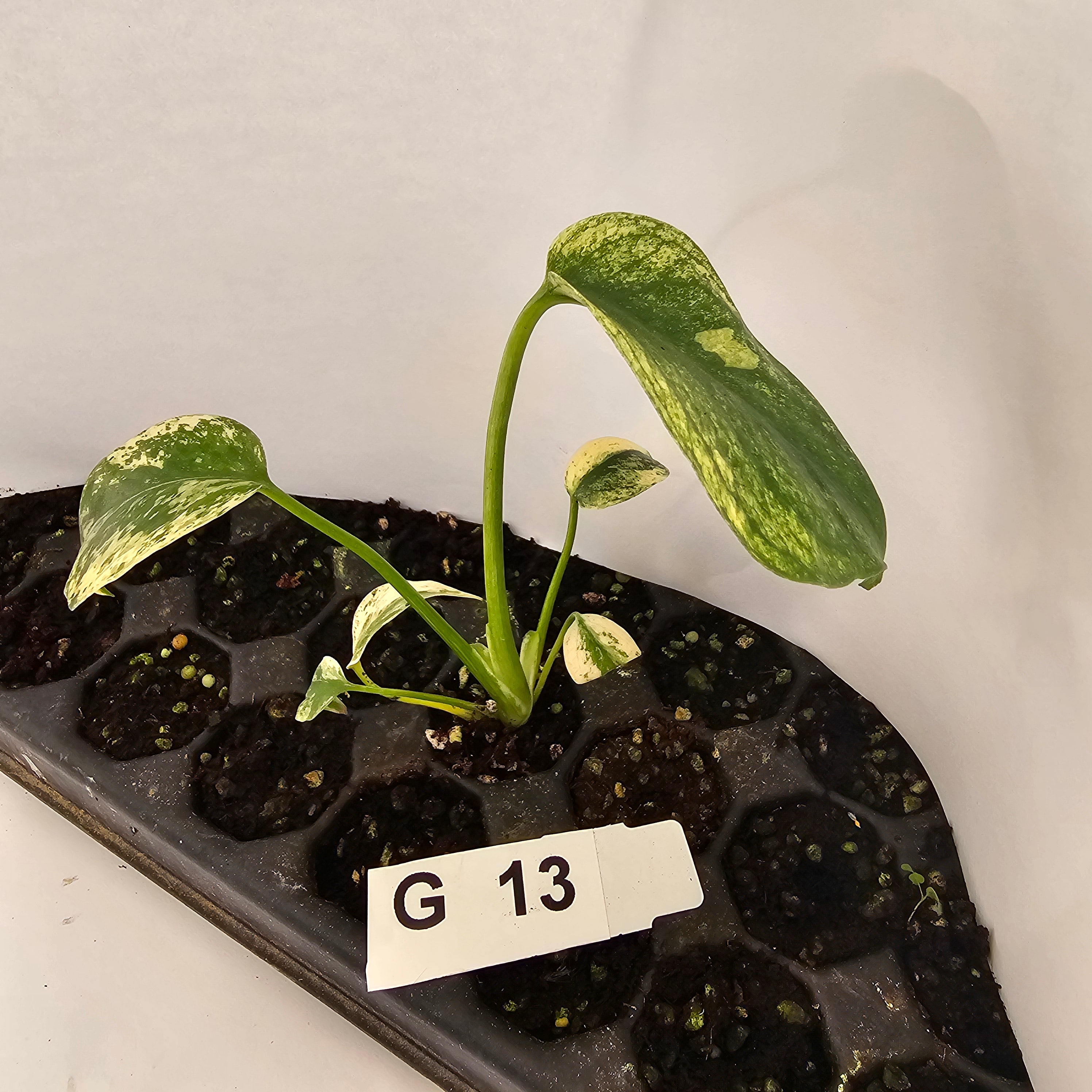 baby monstera deliciosa for sale Monstera Deliciosa Mint - Bare Bottom Baby