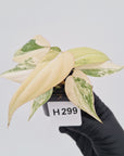 Philodendron gloriosum white vien variegata - SALE