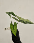 Alocasia 'Simpo' Variegata- Bare Bottom Baby - SALE
