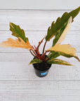 Philodendron serratum Caramel Marble