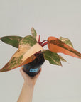 Philodendron erubescens Strawberry Shake - SALE