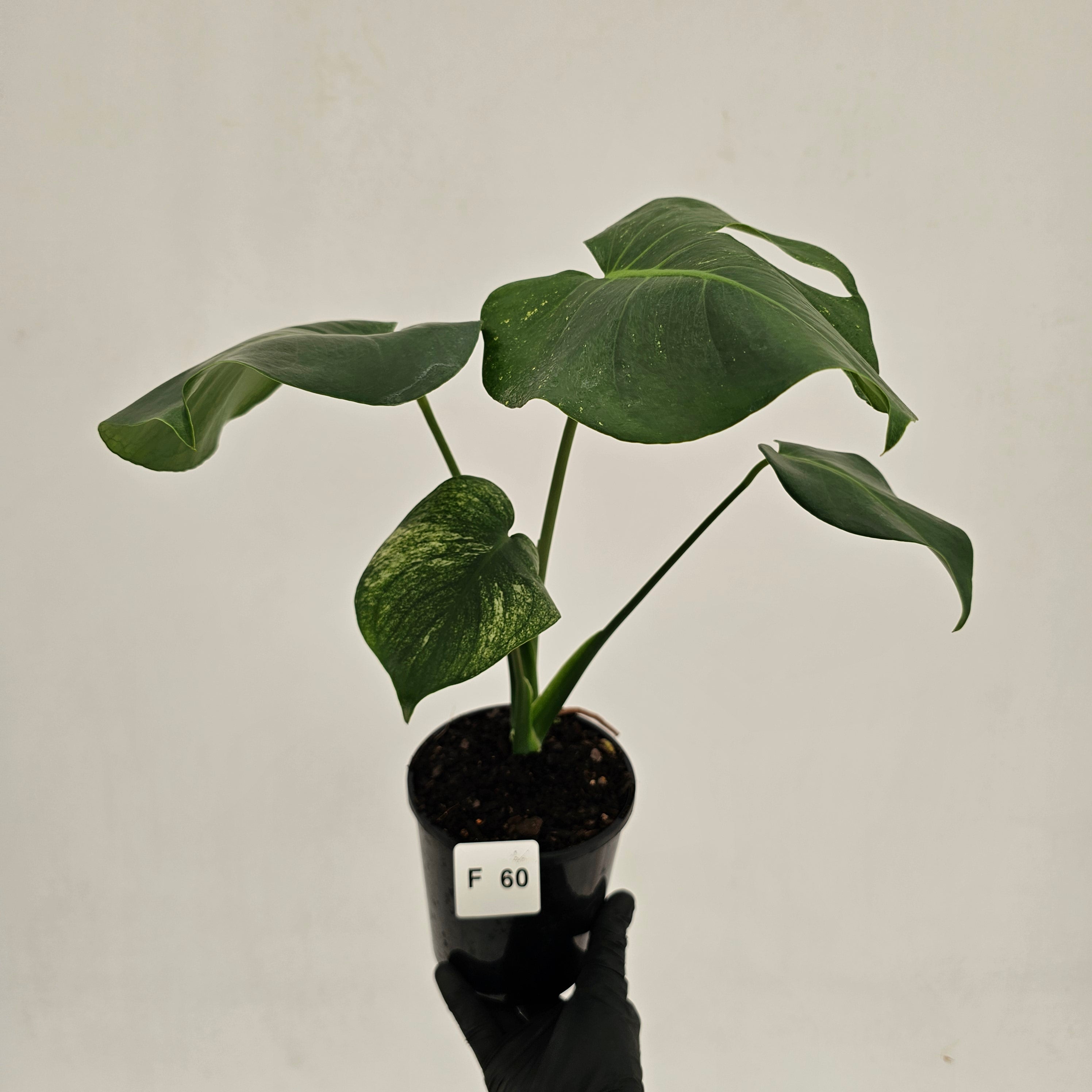 【希少】Monstera Deliciosa mint (フルミント) Monstera deliciosa Mint Variegated | Plants | GrowTropicals.com