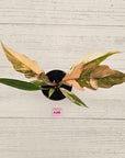 Philodendron serratum 'Caramel Marble' -flash sale