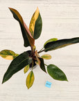 Philodendron 'Rojo Congo Variegated' 125mm