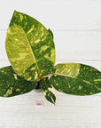 Philodendron Green Congo Variegata (Nuclear)