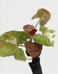 Syngonium podophyllum ' Strawberry Ice Galaxy'