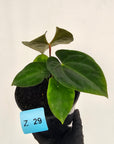 Anthurium 'Black Magic'