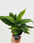 Spathiphyllum Variegated