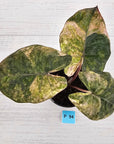 Alocasia macrorrhizos 'plumbea Variegata'