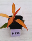 Philodendron 'Orange Princess'