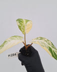 Phyllotaenium lindenii Magnificum Variegata - Bare Bottom Baby