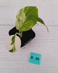 Monstera borsigiana 'Albo' - SALE