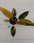 Philodendron 'Rojo Congo Variegated' 125mm - SALE