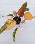 Philodendron erubescens Strawberry Shake - SALE