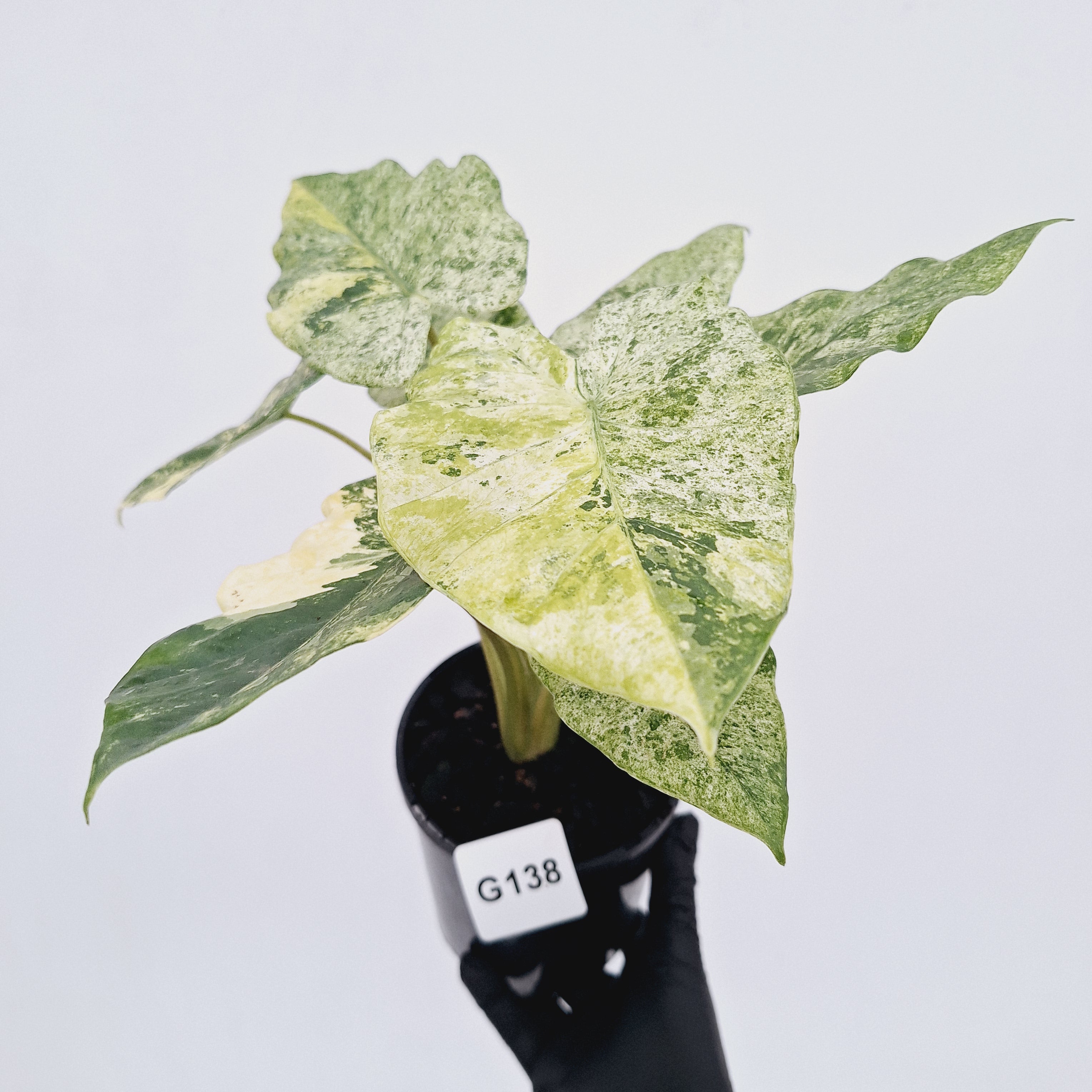 alocasia odora variegata batik Alocasia odora 'Batik' Variegata Tri Colour – Enliven Plants