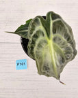 Alocasia Venom