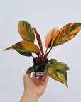 Philodendron 'Rojo Congo Variegated'