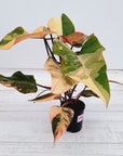 Philodendron erubescens Strawberry Shake