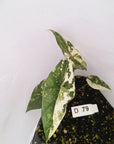Alocasia 'Simpo' Variegata- Bare Bottom Baby