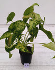 Syngonium podophyllum Confetti Tricolour