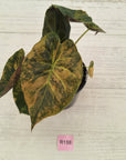 Alocasia ‘wentii’ Variegated - Sale