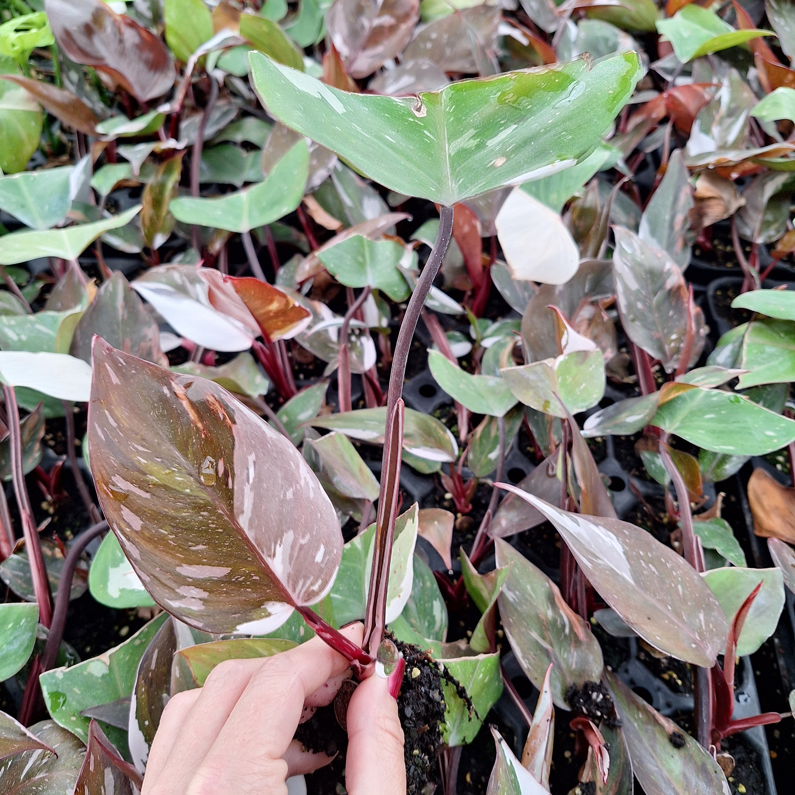 Philodendron erubescens Red Anderson - Bare Bottom Baby
