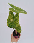Alocasia 'Morocco' Variegata