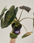 Alocasia ‘wentii’ Variegated - Sale