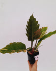 Philodendron serratum Caramel Marble