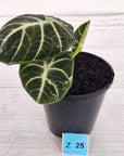 Alocasia reginula 'Ninja Variegata'
