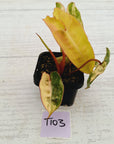 Philodendron billietiae Variegata