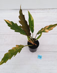 Philodendron serratum 'Caramel Marble' -flash sale
