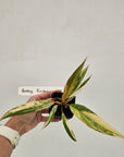 Philodendron serratum 'Caramel Marble'
