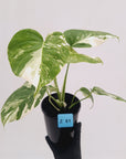 Monstera borsigiana 'Albo'
