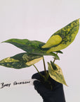 Alocasia ‘Simpo Aurea’ Variegata - Bare Bottom Baby