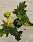Philodendron bipinnatifidum variegata - SALE