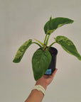Philodendron giganteum Blizzard - SALE