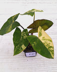 Xanthosoma sagittifolium Variegata