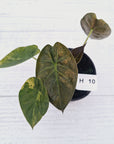 Alocasia ‘wentii’ Variegated