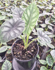 Alocasia baginda Dragon Scale