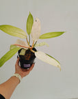 Philodendron 'Whipple Way' SALE