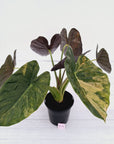 Alocasia ‘wentii’ Variegated - Sale