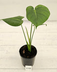 Monstera Deliciosa 'Mint'